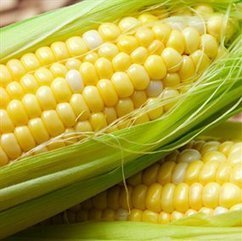Concerns on GM food testing continue › News in Science (ABC Science) | MOVUS  Movement for a Sustainable Uruguay | Scoop.it
