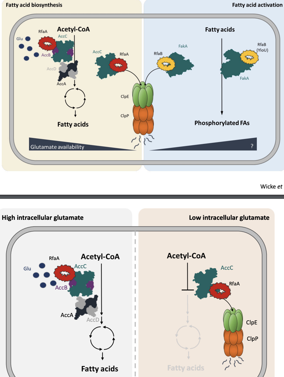 RfaA (YqhY), a novel adaptor protein, controls ...