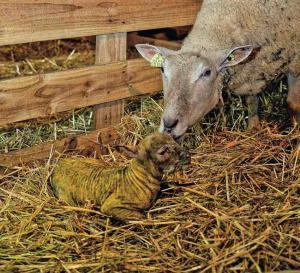 Le colostrum, l'assurance-vie de l'agneau - 22-11-2013 - PATRE | SCIENCES DE L' ANIMAL | Scoop.it