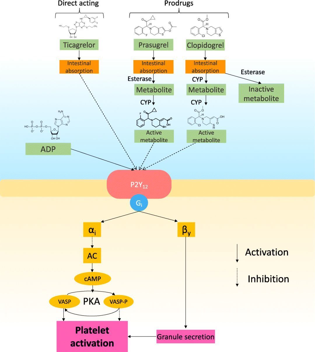 P2Y12 inhibitor monotherapy after coronary sten...