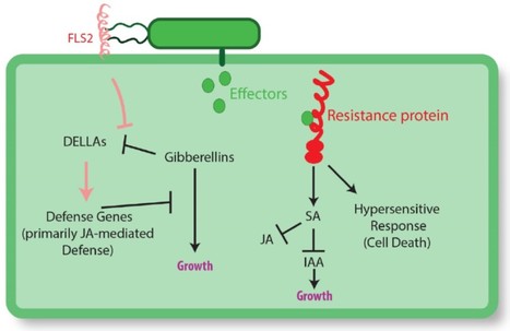 Mechanisms to Mitigate the Tradeoff between Growth and Defense | The Plant Cell | Scoop.it