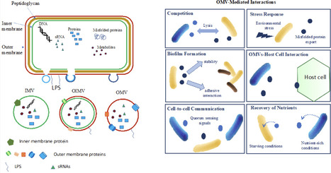 Insights into Bacterial Extracellular Vesicle Biogenesis, Functions, and Implications in Plant&ndash;Microbe Interactions | mdpi | RMH | Scoop.it