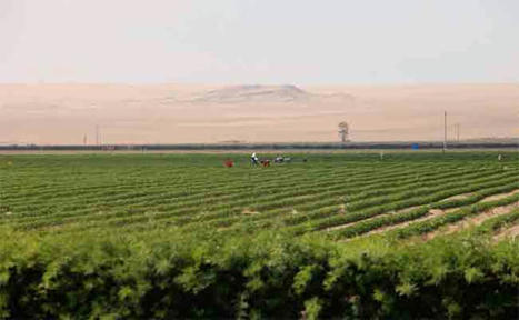 Why the Future of Agriculture Lies in Desert in MIDDLE EAST Region? | CIHEAM Press Review | Scoop.it
