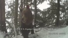 Des images vid&eacute;os de l'ours brun des Pyr&eacute;n&eacute;es  - France 3 Midi-Pyr&eacute;n&eacute;es - 2 juin 2014 | Pastoralisme Ours Loups Lynx | Scoop.it