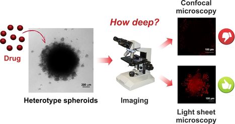 Une m&eacute;thode d&rsquo;imagerie tr&egrave;s performante pour &eacute;tudier la p&eacute;n&eacute;tration des substances actives et des nanom&eacute;dicaments au sein des sph&eacute;ro&iuml;des tumoraux | Life Sciences Universit&eacute; Paris-Saclay | Scoop.it