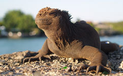 West Nile virus poses a serious threat to Galápagos wildlife | Galapagos | Scoop.it
