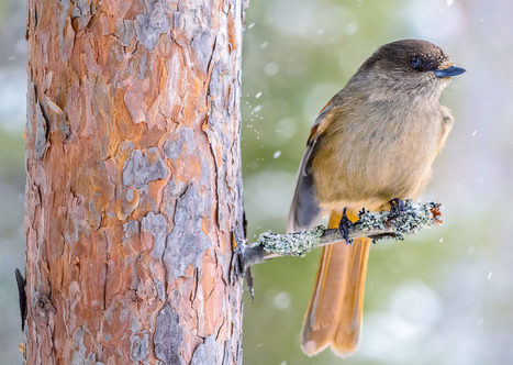 Kaarnan v&auml;ri | 1Uutiset - Lukemisen t&auml;hden | Scoop.it