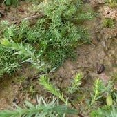 Conseil lin : Intervenir dans les parcelles de lin oléagineux d'hiver - CETIOM | Agriculture en Pays de la Loire | Scoop.it
