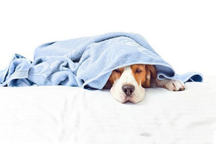 Informations sur les chiens d&eacute;tecteurs de punaise de lit et leurs m&eacute;thodes de travail | Vari&eacute;t&eacute;s entomologiques | Scoop.it