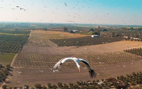 Drone lensi haikaraparven läpi Espanjassa | 1Uutiset - Lukemisen tähden | Scoop.it