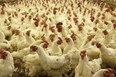 Why anonymisation of farm data is important when sharing data | INNOVATIONS | Scoop.it
