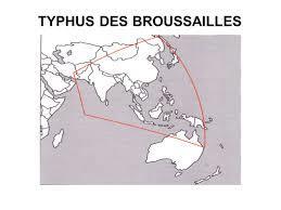 Aoûtats : Typhus des broussailles mortel en Inde | EntomoNews | Scoop.it