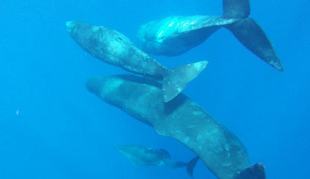 Slideshow: Sperm Whales Adopt Deformed Dolphin | OUR OCEANS NEED US | Scoop.it