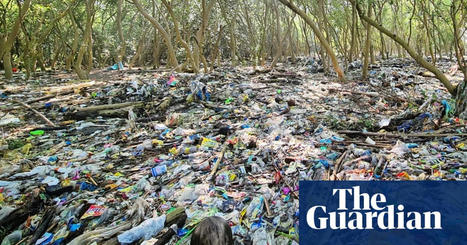Photos show Manila Bay mangroves ‘choking’ in plastic pollution | The Guardian | Agents of Behemoth | Scoop.it
