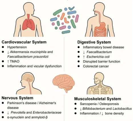 The human gut microbiota is associated with host lifestyle: a comprehensive narrative review | frn | RMH | Scoop.it