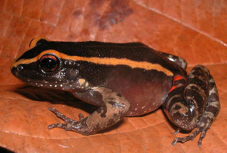 FYI: This Amazon Frog Makes Its Own Insect Repellent | Rainforest CLASSROOM | Scoop.it