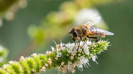 Va-t-on manger des insectes sans le savoir ? Attention à ces affirmations  trompeuses