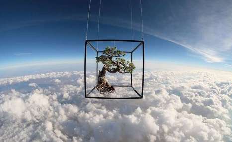 Japanese Artist Launches Flowers and Bonsai Plant into Space | Plant Molecular Farming | Scoop.it