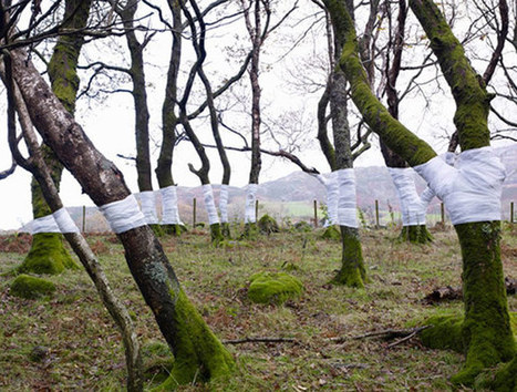 Tree Line – Arbres et Horizon par le photographe Zander Olsen | Landart, art environnemental | Scoop.it