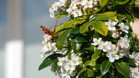 Changements climatiques : l'impact sur les insectes | Variétés entomologiques | Scoop.it