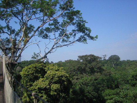 Three-dimensional biodiversity | Rainforest CLASSROOM | Scoop.it