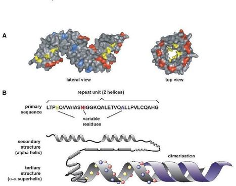 J Plant Physiology (2006): First attempts to model TAL effector structure - a right handed all-alpha superhelix | Plants and Microbes | Scoop.it