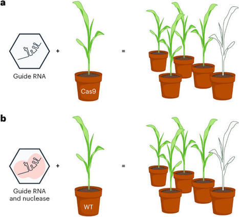 Virus-induced gene editing free from tissue culture | Npt | RMH | Scoop.it
