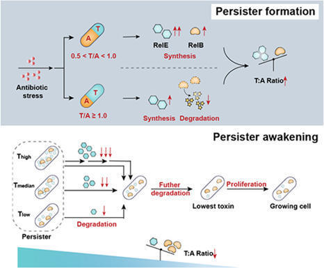 Single-cell analysis reveals critical toxin/antitoxin ratio triggering persister resuscitation | Msb | RMH | Scoop.it