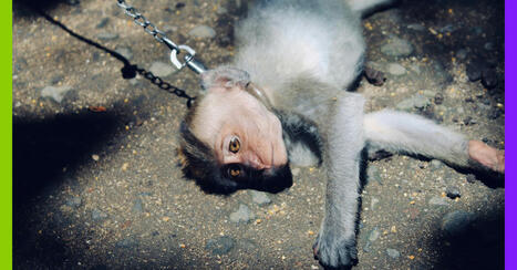 De la Chine &agrave; TikTok : L&rsquo;organisation des r&eacute;seaux internationaux de sadisme animal | Biodiversit&eacute; - @ZEHUB on Twitter | Scoop.it