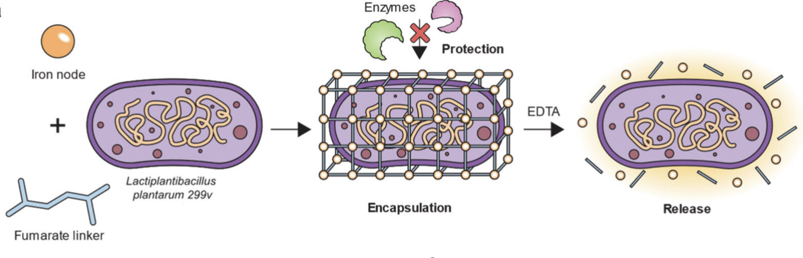 Encapsulation of a Probiotic Bacterial Strain i...