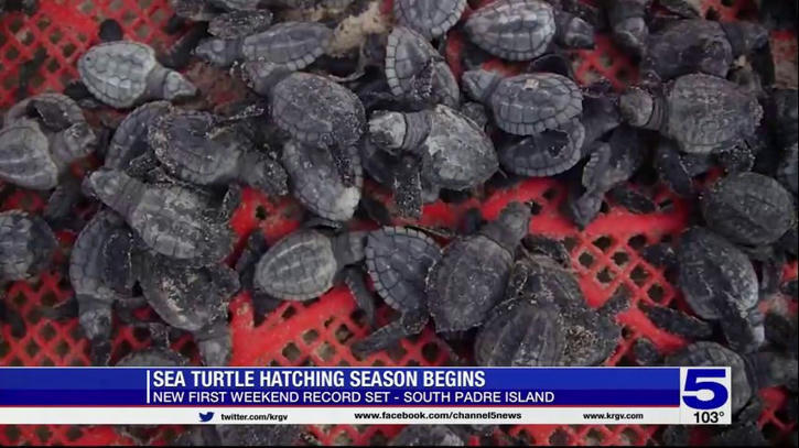 Sea turtle hatching season begins at SPI | Sogg...