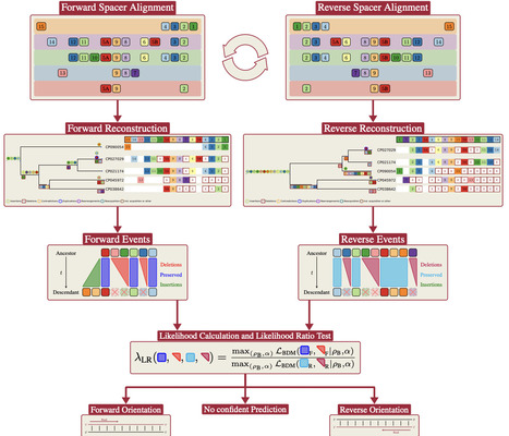 An evolutionary approach to predict the orientation of CRISPR arrays | Brve | RMH | Scoop.it