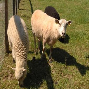 Loire-Atlantique. Viande halal: bientôt un abattoir mobile? | La Gazette des abattoirs | Scoop.it