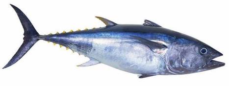 Can farmed tuna save the bluefin from extinction? | The Japan Times | The Asian Food Gazette. | Scoop.it