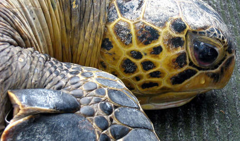 « Comme si elles avaient été frappées par une météorite » : les tortues en danger de disparition | Biodiversité | Scoop.it