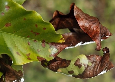 Will Rust Fungus Turn Coffee Fanatics Into Tea Drinkers? | foodSenses | Scoop.it