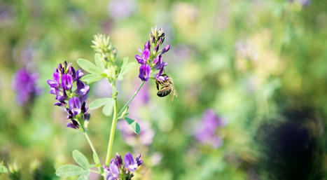 [Dossier] Les agriculteurs, premiers acteurs de la biodiversité | ECOLOGIE - ENVIRONNEMENT | Scoop.it