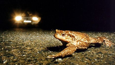 Une opération sauvetage de crapauds lancée à Meillers dans l’Allier - France 3 Auvergne-Rhône-Alpes | Biodiversité | Scoop.it