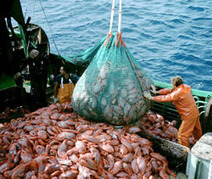 A New Perspective On Overfishing - Understanding the "trophic cascades" eco destruction | OUR OCEANS NEED US | Scoop.it