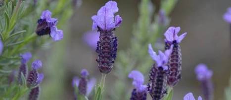 Soulager et guérir la sinusite avec les plantes | Santé par les plantes | Scoop.it