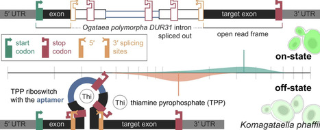 Evaluation of Ogataea polymorpha DUR31 TPP riboswitch as a tool to downregulate gene expression in the yeast Komagataella phaffii | RMH | Scoop.it