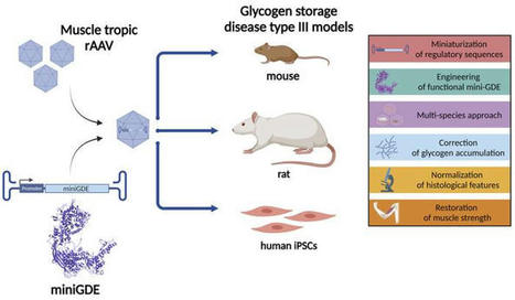 Généthon évalue une stratégie novatrice de thérapie génique pour la Glycogénose de Type III | Life Sciences Université Paris-Saclay | Scoop.it
