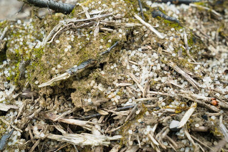 Pollution plastique : un règlement sur les pellets adopté par l’Europe | RSE et Développement Durable | Scoop.it