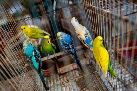 Pet Trade in Colorful Songbirds Could Drive Species to Extinction - EcoWatch.com | Agents of Behemoth | Scoop.it