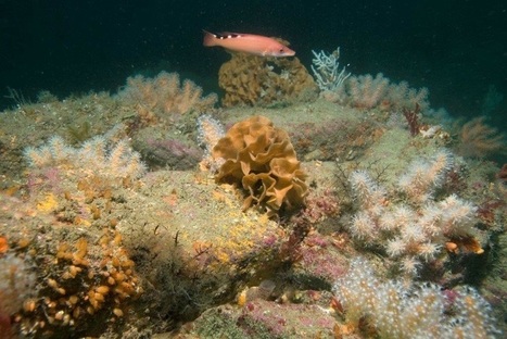 UP Magazine - Les habitats des fonds marins européens ont désormais leur carte | Biodiversité | Scoop.it