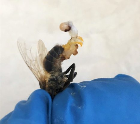 Les vagues de chaleur extrême menacent la fertilité des abeilles et provoquent leur mort subite | EntomoNews | Scoop.it