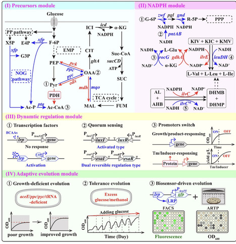 Multidimensional metabolic engineering strategies for efficient production of branched-chain amino acids and their derivatives in Escherichia coli and Corynebacterium glutamicum | badv | RMH | Scoop.it