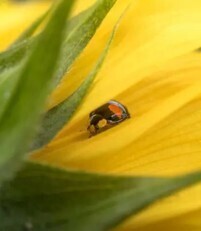 Biocontr&ocirc;le : un appel &agrave; projets pour acc&eacute;l&eacute;rer l&rsquo;innovation terrain | ITERG - Veille sectorielle | Scoop.it