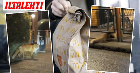Kettua eiv&auml;t McDonald&rsquo;sin s&auml;&auml;nn&ouml;t kiinnostaneet &ndash; Asiantuntija kertoo, mist&auml; oli kyse | 1Uutiset - Lukemisen t&auml;hden | Scoop.it