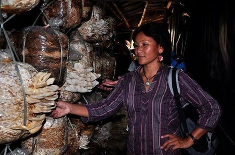 Nepal:  A short history of mushroom cultivation in Nepal | The Asian Food Gazette. | Scoop.it